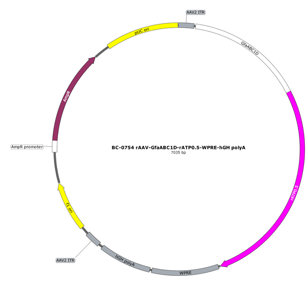 AAV-GfaABC1D-rATP0.5 (Not yet online) AAV Vector – Constitutive – GfaABC1D promoter – BHV17200694