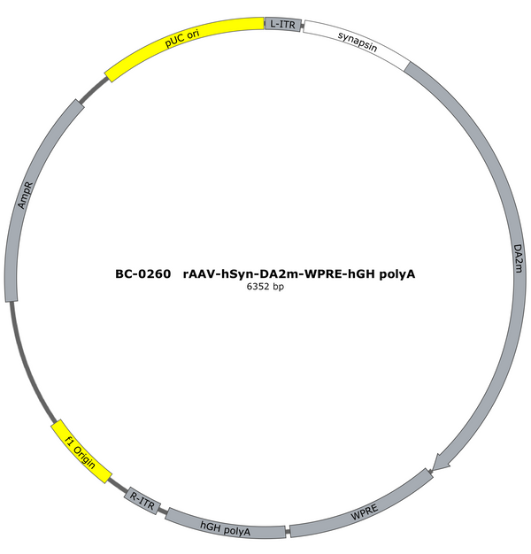 AAV-hSyn-DA2m AAV Vector – Dopamine sensor – Constitutive – hSyn promoter – for Dopamine imaging – BHV17200696