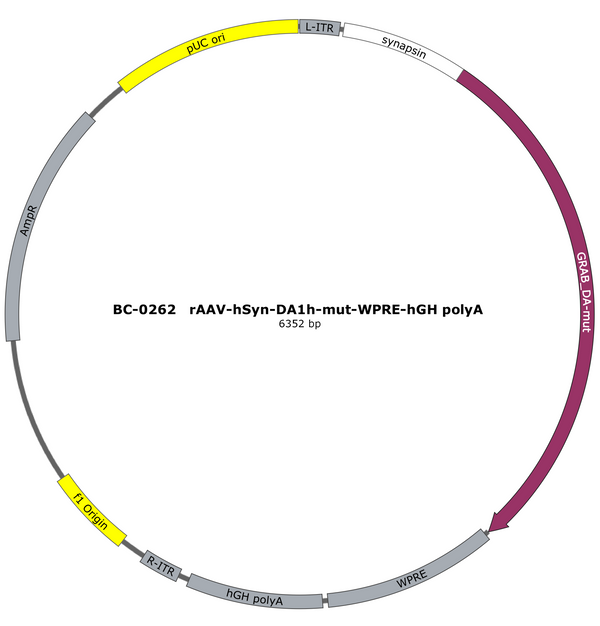 AAV-hSyn-DA1hmut AAV Vector – Dopamine sensor – Constitutive – hSyn promoter – for Dopamine imaging – BHV17200697
