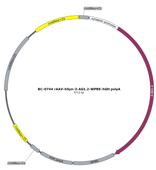 AAV-hSyn-2-AG1.2 AAV Vector – Constitutive – hSyn promoter – BHV17200703