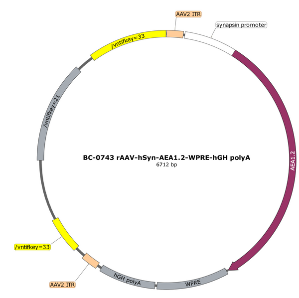 AAV-hSyn-AEA1.2 AAV Vector – Constitutive – hSyn promoter – BHV17200706