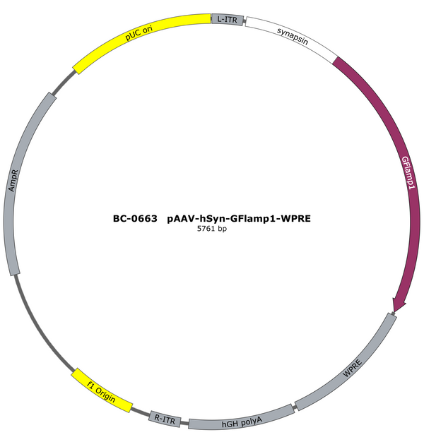 AAV-hSyn-G-Flamp1 AAV Vector – Constitutive – hSyn promoter – BHV17200714