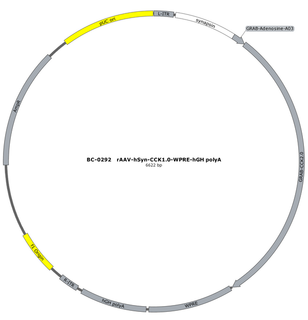 AAV-hSyn-CCK0.5 AAV Vector – Constitutive – hSyn promoter – BHV17200716