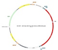 AAV-hSyn-DIO-TeLC-mCherry AAV Vector – Fluorescent reporter – Cre-dependent – hSyn promoter – mCherry reporter – for Cell labeling / tracing – BHV17200743