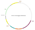 AAV-Tph2-NLS-Cre AAV Vector – Transcriptional regulator / recombinase – Constitutive – Tph2 promoter – for Genetic driver / recombination – BHV17200788