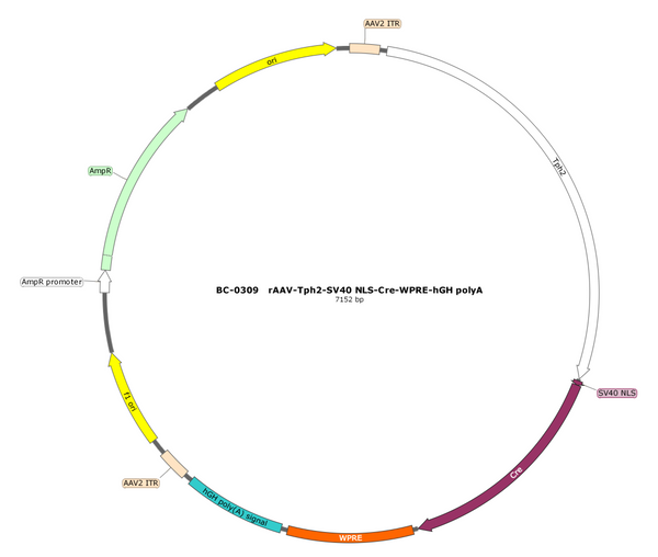 AAV-Tph2-NLS-Cre AAV Vector – Transcriptional regulator / recombinase – Constitutive – Tph2 promoter – for Genetic driver / recombination – BHV17200788