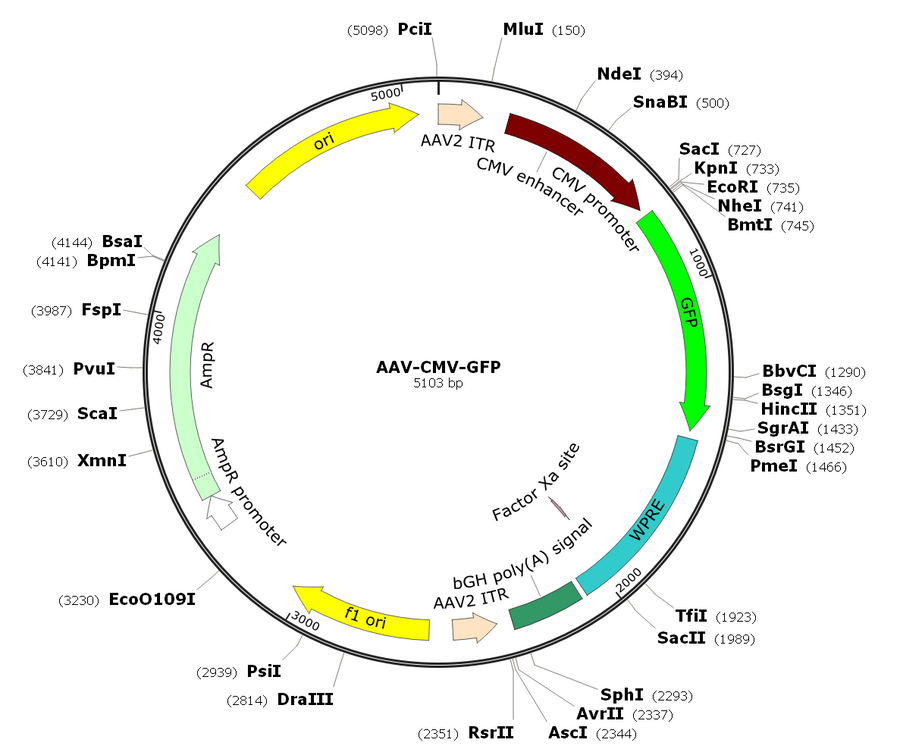 AAV-GFP (AAV Serotype 1)
