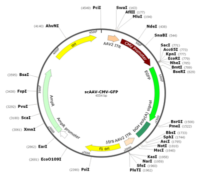 scAAV-GFP (AAV Serotype 9, Self-complementary)