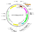 AAV-U6-shRNA(Scramble)-GFP (AAV Serotype 9)