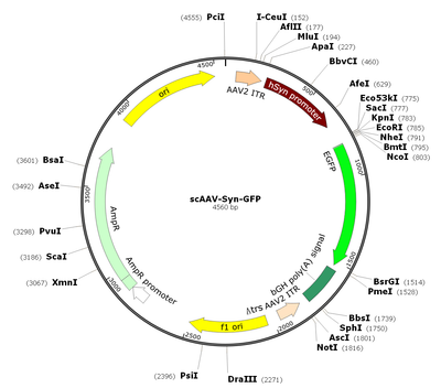 scAAV-Synapsin-GFP (AAV Serotype 9, Self-complementary)