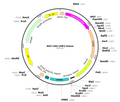 AAV-CAG-ChR2-Venus (AAV Serotype 6)