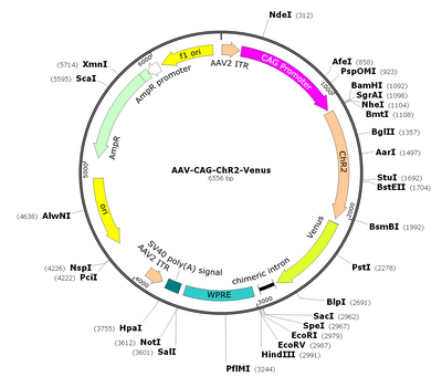 AAV-CAG-ChR2-Venus (AAV Serotype 9)