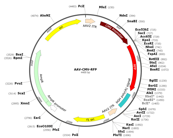 AAV-mRFP (AAV Serotype 5)