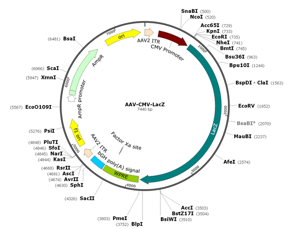 AAV-LacZ (AAV Serotype 9)