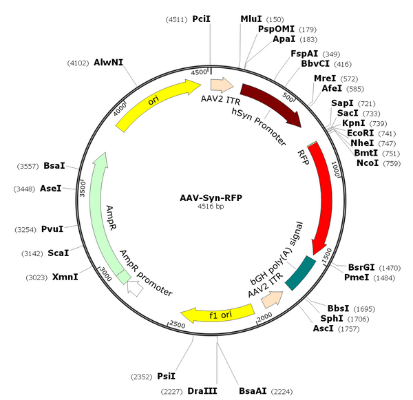 AAV-Synapsin-RFP (AAV Serotype 5)