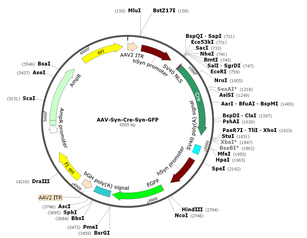 AAV-Synapsin-Cre-GFP (AAV Serotype 8)