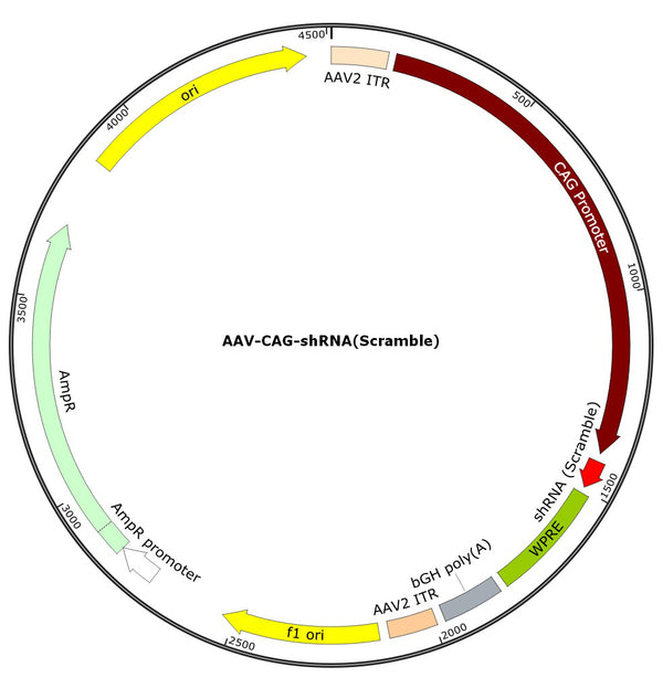 AAV-CAG-shRNA(Scramble) (AAV Serotype 9)