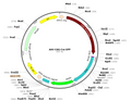 AAV-CAG-Cre-GFP (AAV Serotype 2)