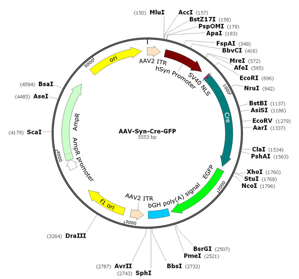 AAV-Syn-Cre-GFP (AAV Serotype 9, Cre fusion with GFP)