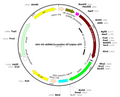 AAV-U6-shRNA(scramble)-EF1a-GFP (AAV Serotype 9)