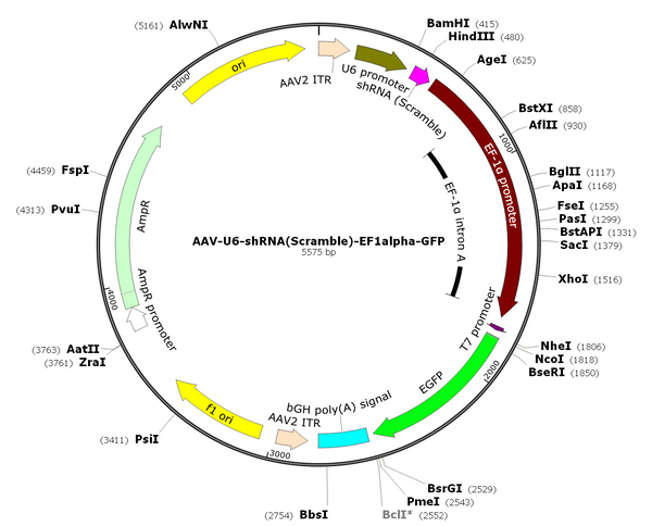 AAV-U6-shRNA(scramble)-EF1a-GFP (AAV Serotype 9)