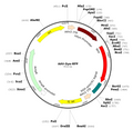 AAV-Synapsin-RFP (AAV Serotype 6)