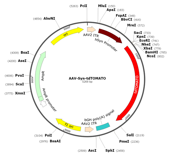 AAV-Synapsin-tdTOMATO (AAV Serotype 2)