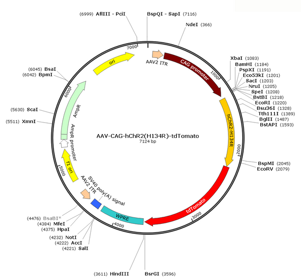 AAV-CAG-ChR2(H134R)-tdTOMATO (AAV Serotype 2)