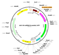 AAV-U6-miRNA(scramble)-GFP (AAV Serotype 5)