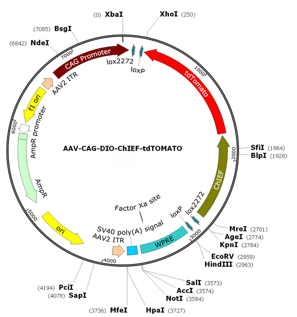 AAV-CAG-DIO-ChIEF-tdTOMATO (AAV Serotype 1)