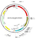 AAV-EF1alpha-DIO-ChIEF-tdTOMATO (AAV Serotype 1)