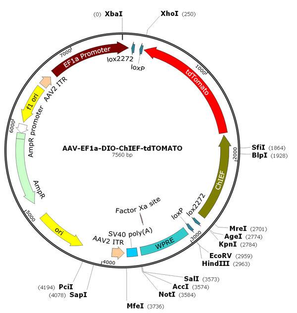 AAV-EF1alpha-DIO-ChIEF-tdTOMATO (AAV Serotype 1)