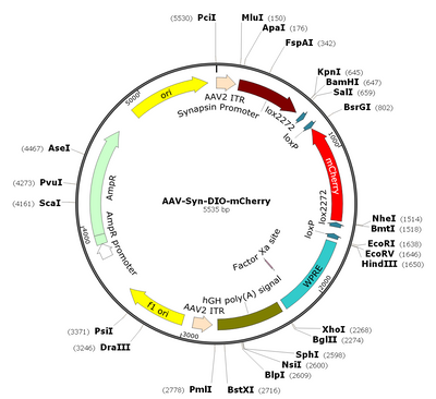 AAV-hSyn-DIO-mCherry (AAV Serotype 1)
