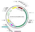 AAV-CMV-saCas9-U6-sgRNA(Scramble) (AAV Serotype 1)