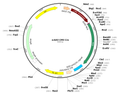 scAAV-Cre (AAV Serotype 3, Self-complementary)