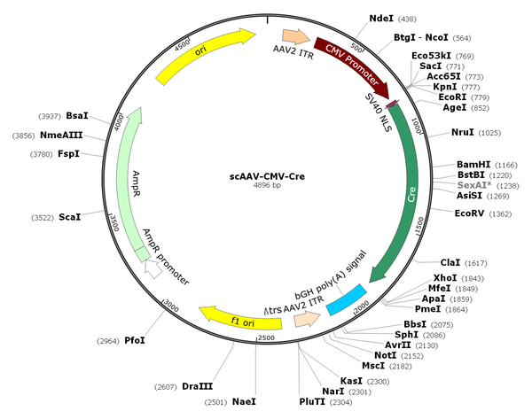 scAAV-Cre (AAV Serotype DJ, Self-complementary)