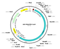 AAV-CMV-hCas9 (AAV Serotype 9)