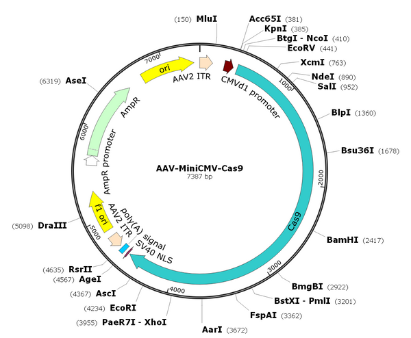 AAV-CMV-hCas9 (AAV Serotype 9)