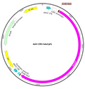 AAV-CMV-hAsCpf1 (AAV Serotype 2)