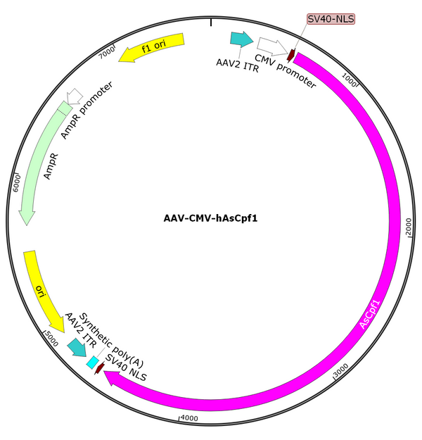 AAV-CMV-hAsCpf1 (AAV Serotype 1)