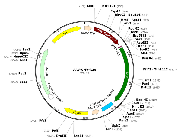 AAV-CMV-iCre (AAV Serotype 1)