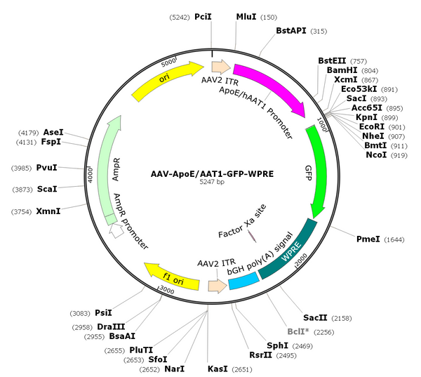 AAV-ApoE/AAT1-GFP (Serotype 8)