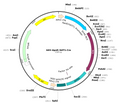 AAV-ApoE/AAT1-Cre (Serotype 8)