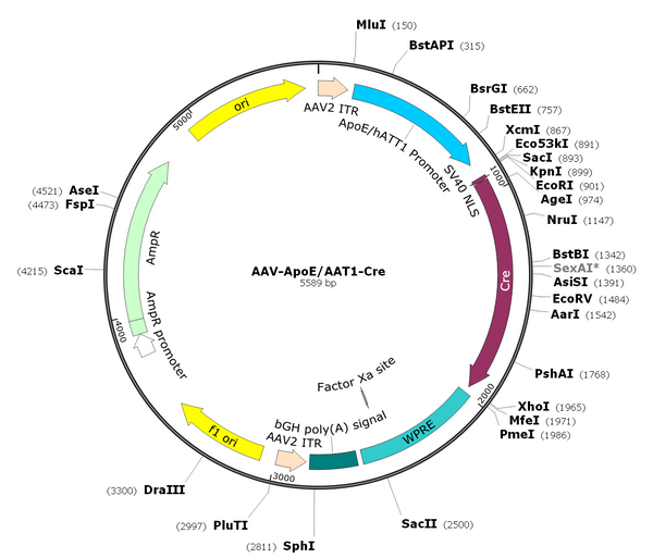 AAV-ApoE/AAT1-Cre (Serotype 8)