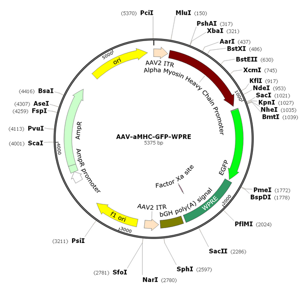AAV-aMHC-GFP (Serotype 9)