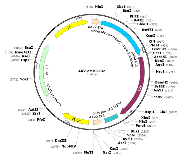 AAV-aMHC-Cre (AAV Serotype 9)