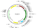 AAV-CMV-iCre (AAV Serotype 6)