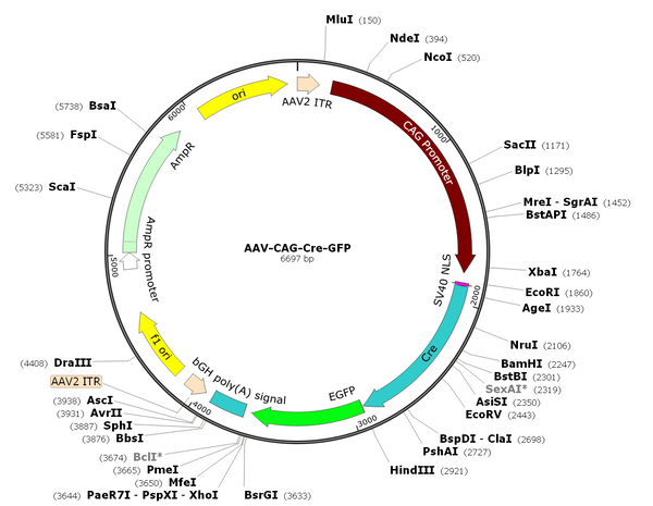 AAV-CAG-Cre-GFP (AAV Serotype 6)