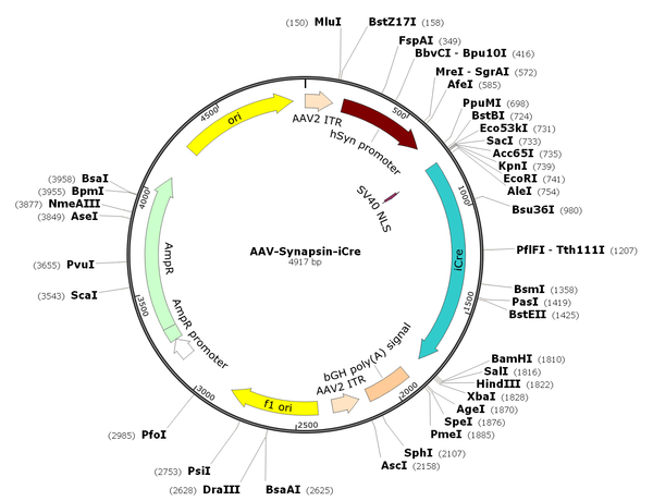 AAV-Syn-iCre (AAV Serotype 1)