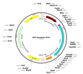 AAV-Syn-FLPo (AAV Serotype 6)